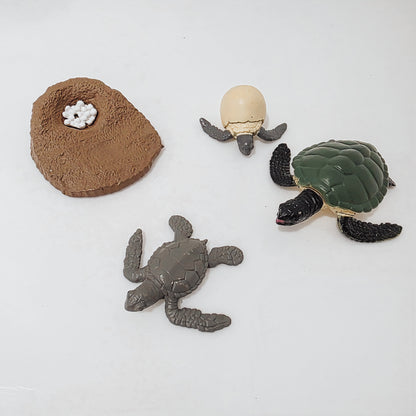 Turtle Life Cycle